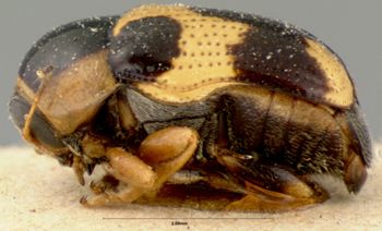 Media type: image; Entomology 9294   Aspect: habitus lateral view